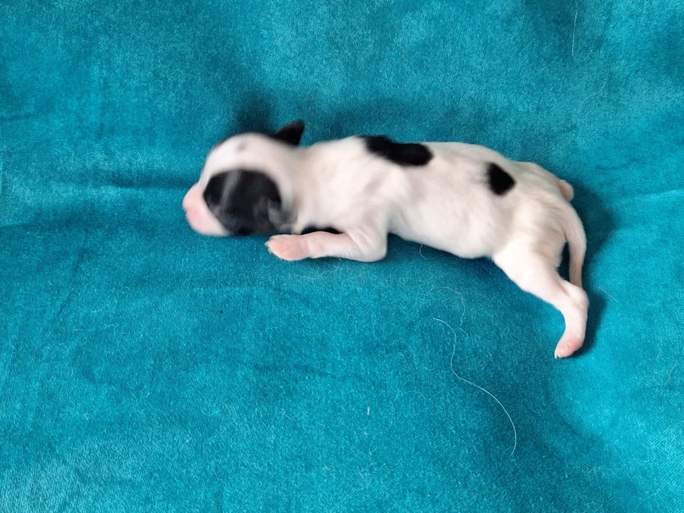 de la Roche des Oratrix - Chiots disponibles - Epagneul nain Continental (Papillon)