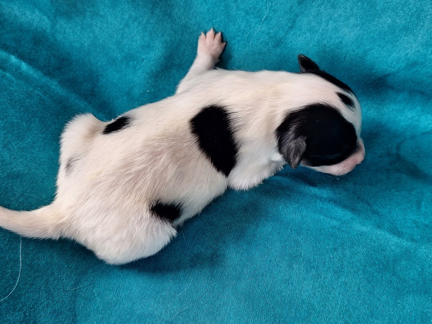 de la Roche des Oratrix - Chiots disponibles - Epagneul nain Continental (Papillon)