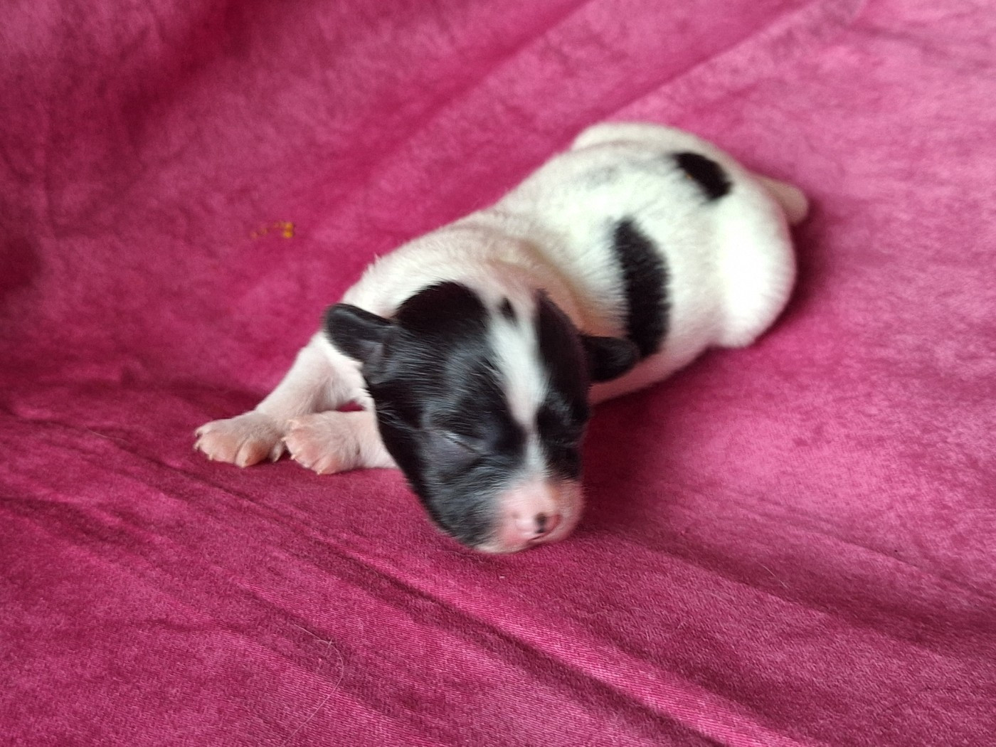 de la Roche des Oratrix - Chiots disponibles - Epagneul nain Continental (Papillon)