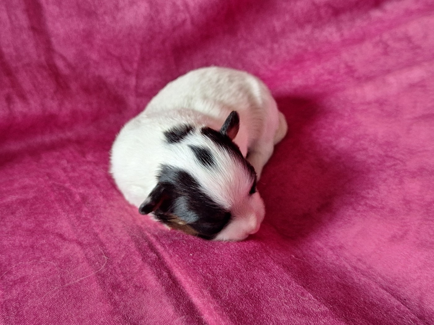 de la Roche des Oratrix - Chiots disponibles - Epagneul nain Continental (Papillon)