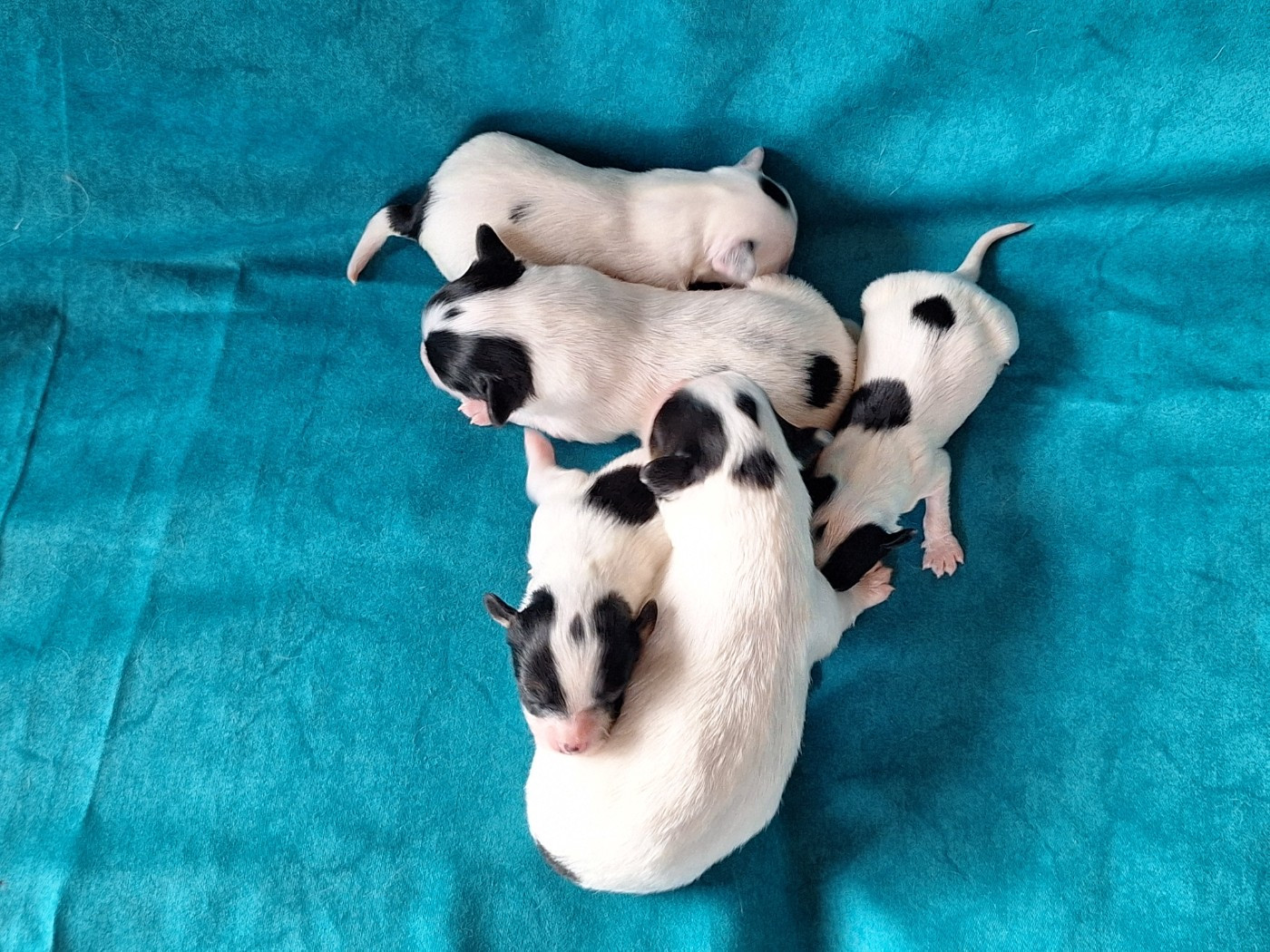 Chiot Epagneul nain Continental (Papillon) de la Roche des Oratrix