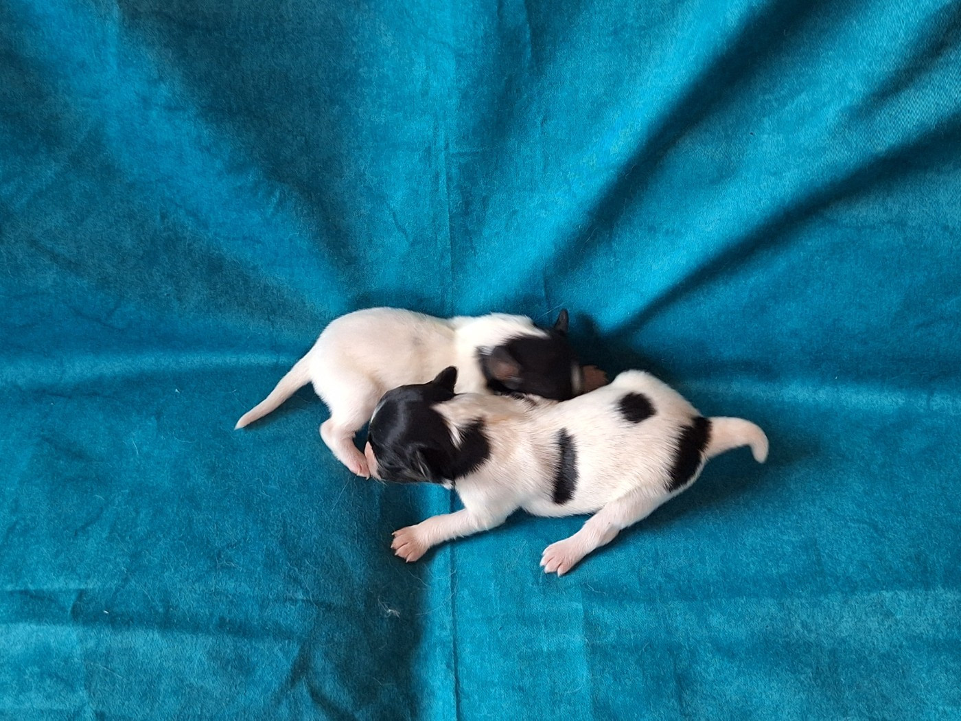 de la Roche des Oratrix - Epagneul nain Continental (Papillon) - Portée née le 23/01/2026