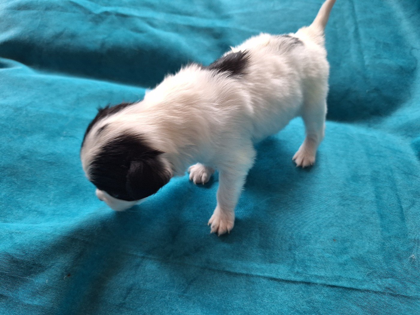de la Roche des Oratrix - Chiots disponibles - Epagneul nain Continental (Papillon)