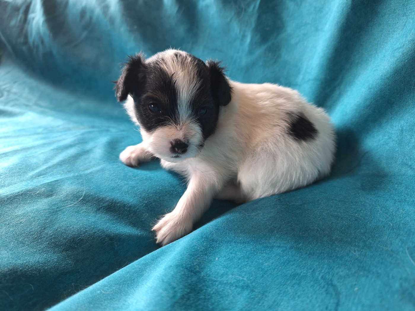 de la Roche des Oratrix - Chiots disponibles - Epagneul nain Continental (Papillon)