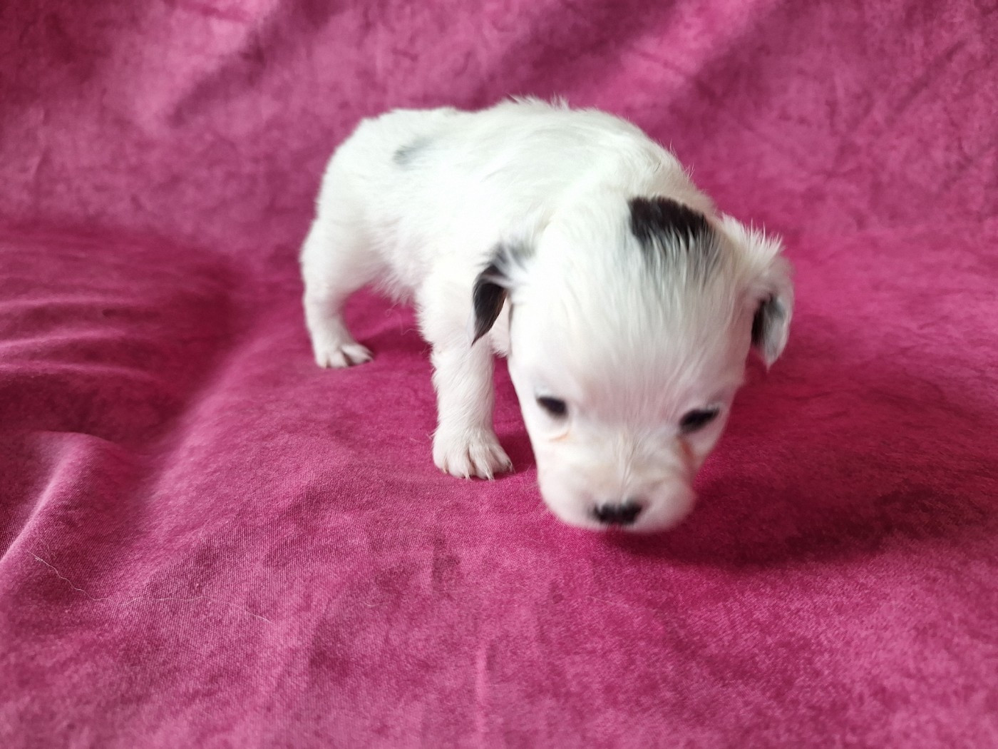 de la Roche des Oratrix - Chiots disponibles - Epagneul nain Continental (Papillon)