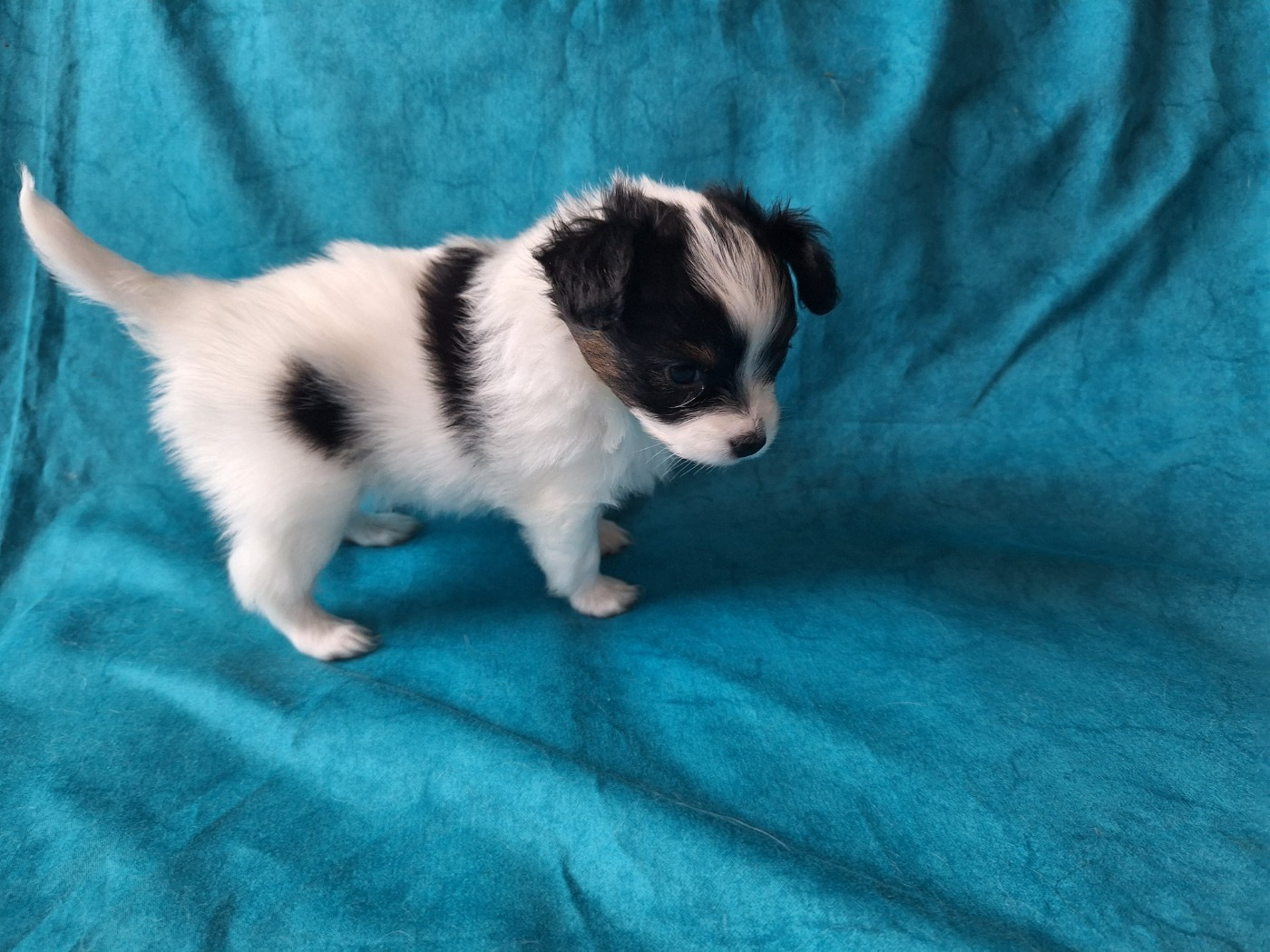 de la Roche des Oratrix - Chiots disponibles - Epagneul nain Continental (Papillon)