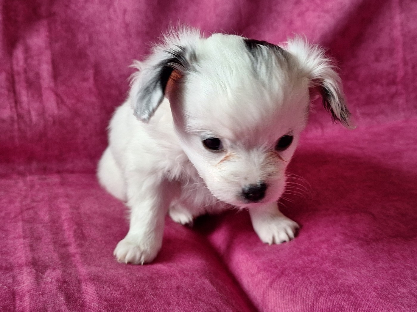 de la Roche des Oratrix - Chiots disponibles - Epagneul nain Continental (Papillon)