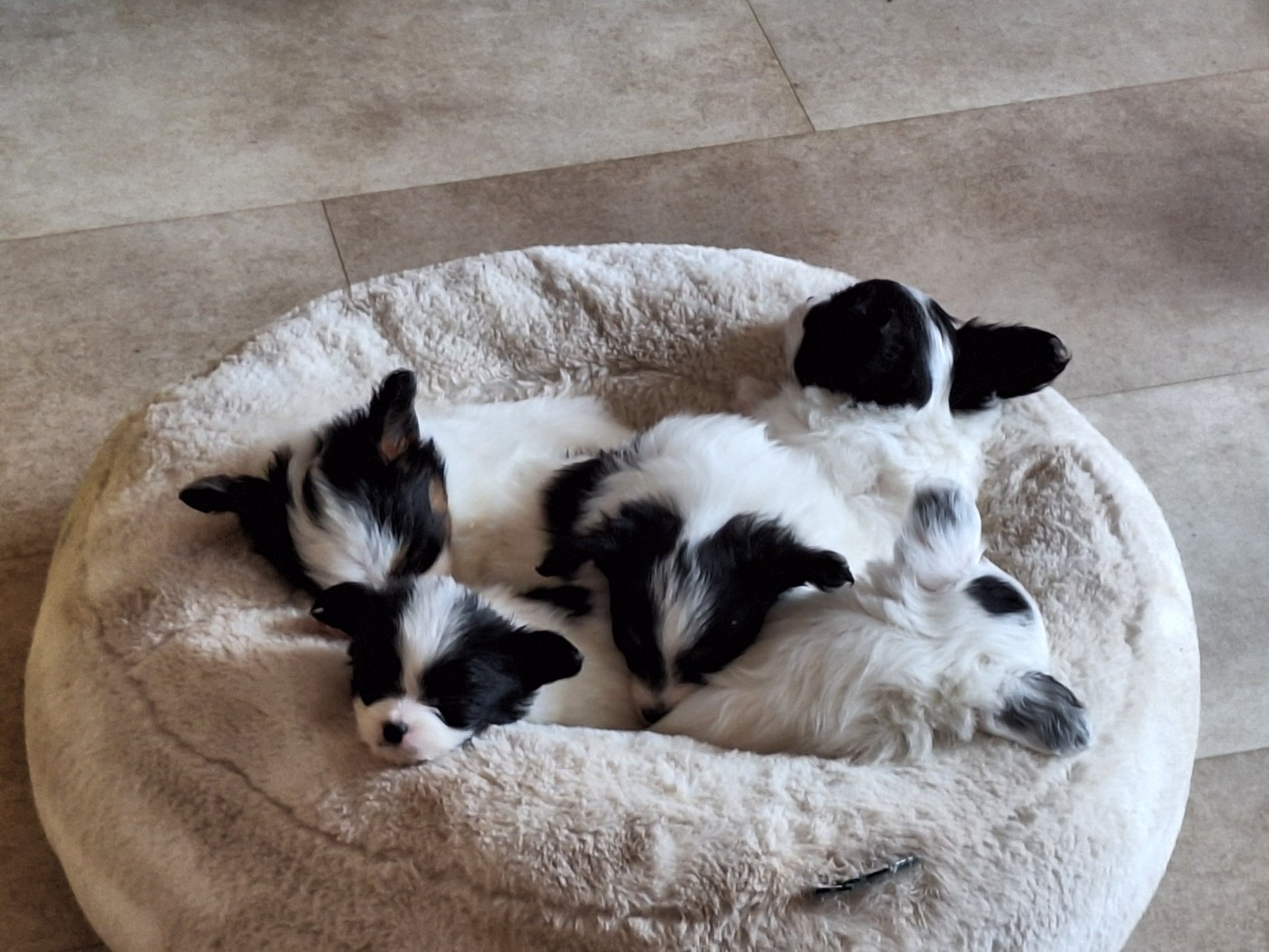 de la Roche des Oratrix - Epagneul nain Continental (Papillon) - Portée née le 08/01/2026