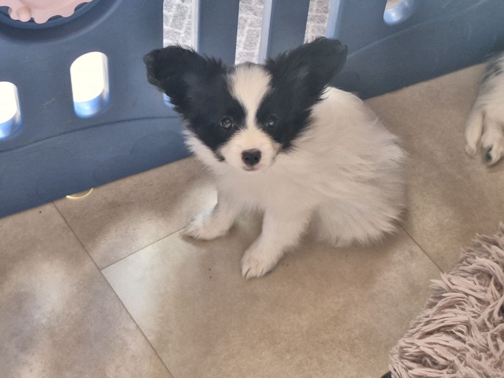 de la Roche des Oratrix - Chiots disponibles - Epagneul nain Continental (Papillon)