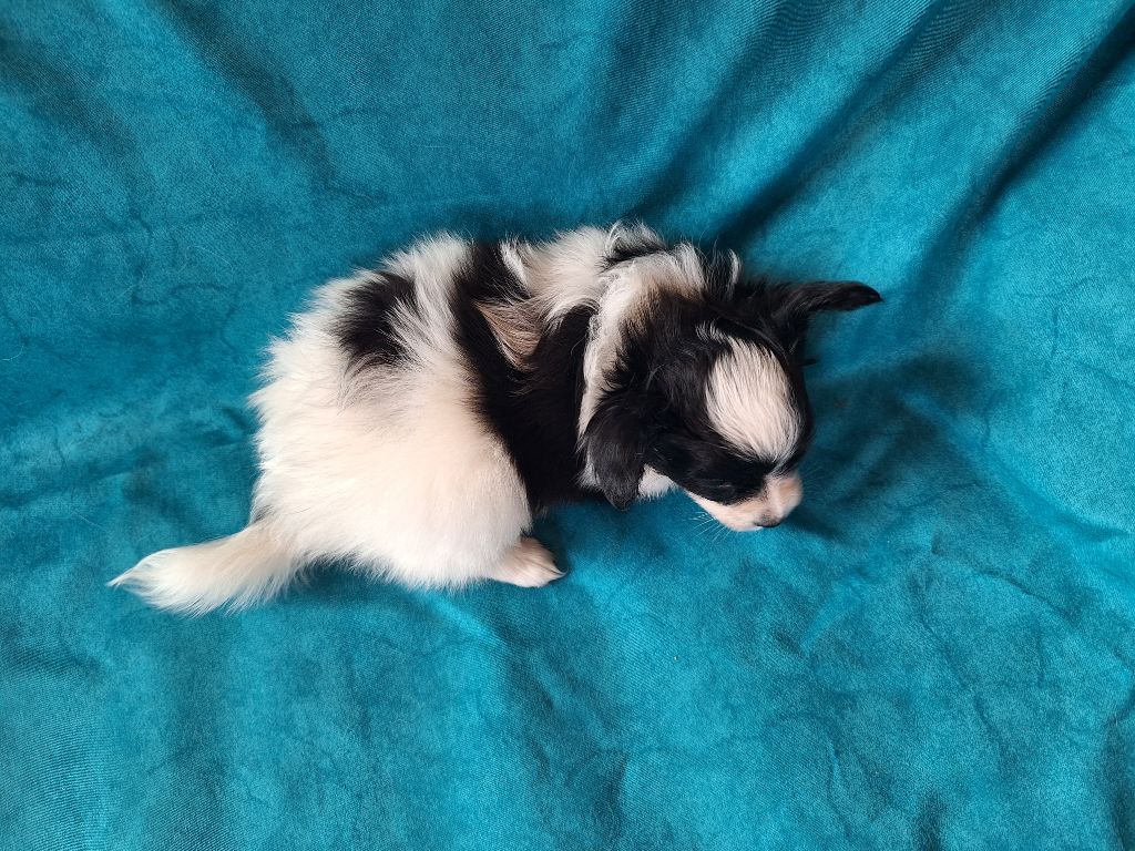 de la Roche des Oratrix - Chiots disponibles - Epagneul nain Continental (Papillon)