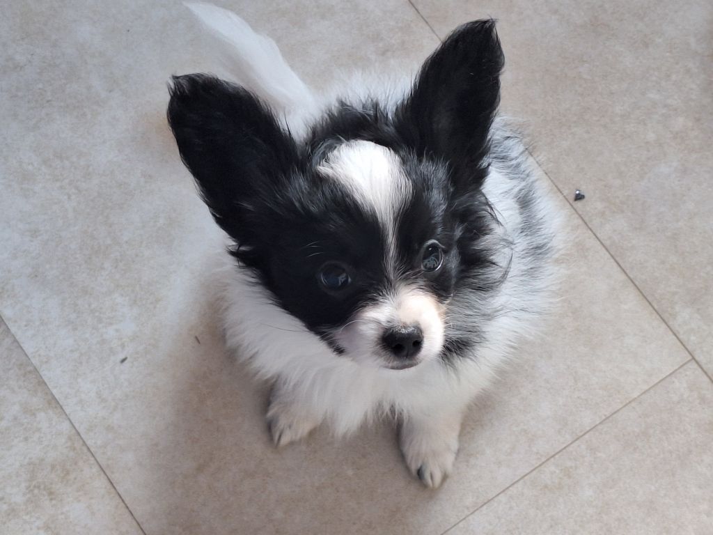 de la Roche des Oratrix - Chiots disponibles - Epagneul nain Continental (Papillon)