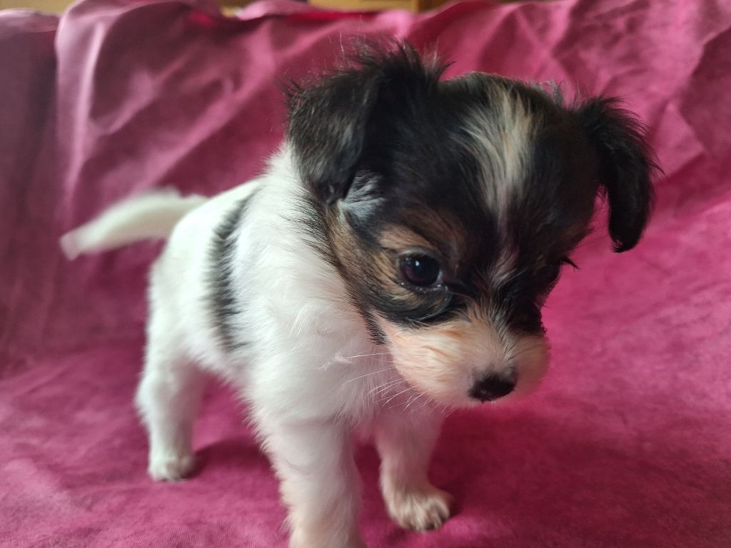 de la Roche des Oratrix - Chiots disponibles - Epagneul nain Continental (Papillon)