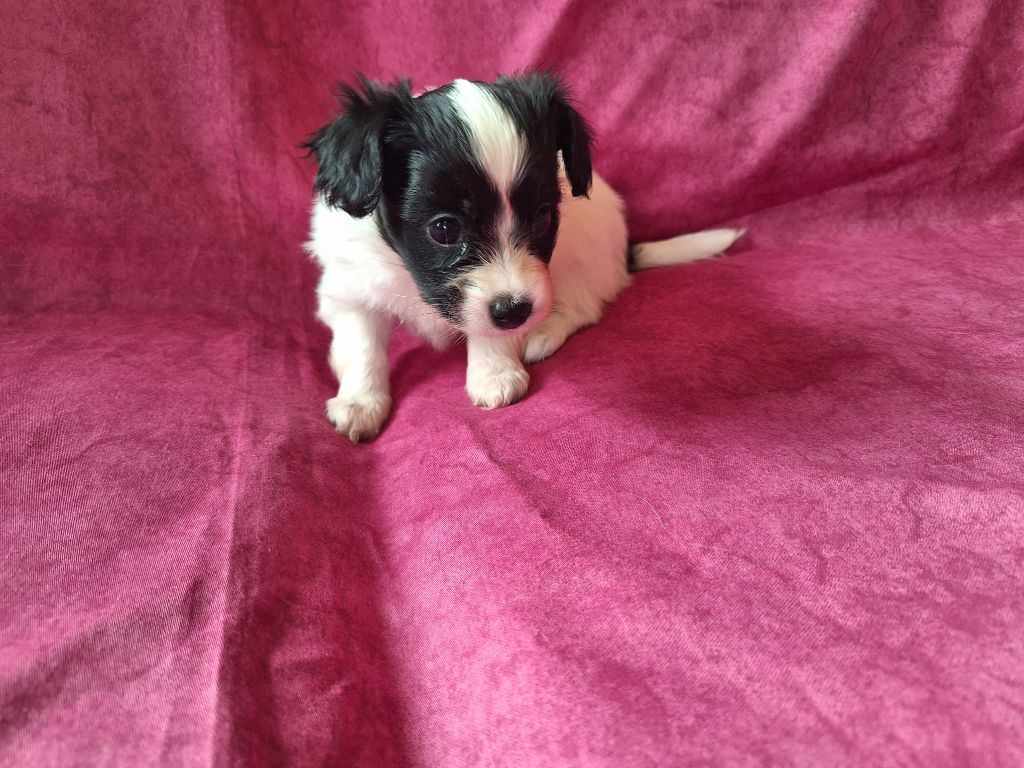 de la Roche des Oratrix - Chiots disponibles - Epagneul nain Continental (Papillon)