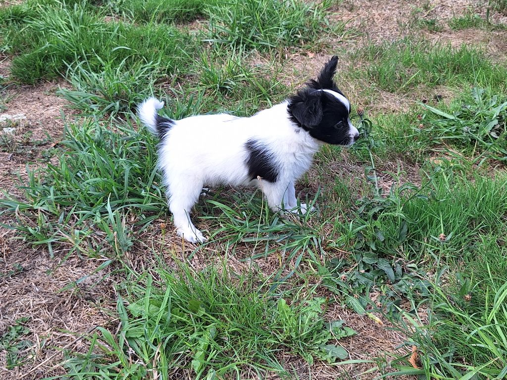 de la Roche des Oratrix - Chiots disponibles - Epagneul nain Continental (Papillon)