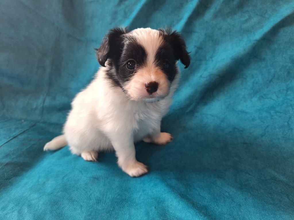 de la Roche des Oratrix - Chiots disponibles - Epagneul nain Continental (Papillon)