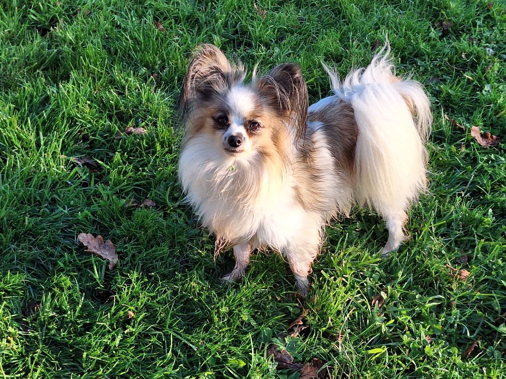 Accueil - Elevage de la Roche des Oratrix - eleveur de chiens Epagneul nain  Continental (Papillon)